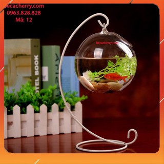 Bể Cá Mini Để Bàn C33 12 Cỡ To ( Tặng kèm combo phụ kiện trang trí )