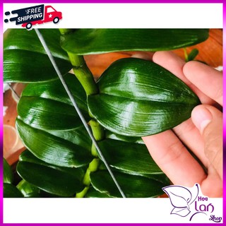 Lan Phi Điệp 🍀FREESHIP🍀 Mít Văn Sơn [ Ươm Kie ]