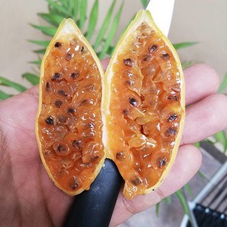 [Mới] - Hạt giống chanh leo chuối giá rẻ