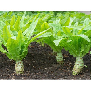 5gram hạt giống rau diếp tây ( diếp thơm , ngó xuân )