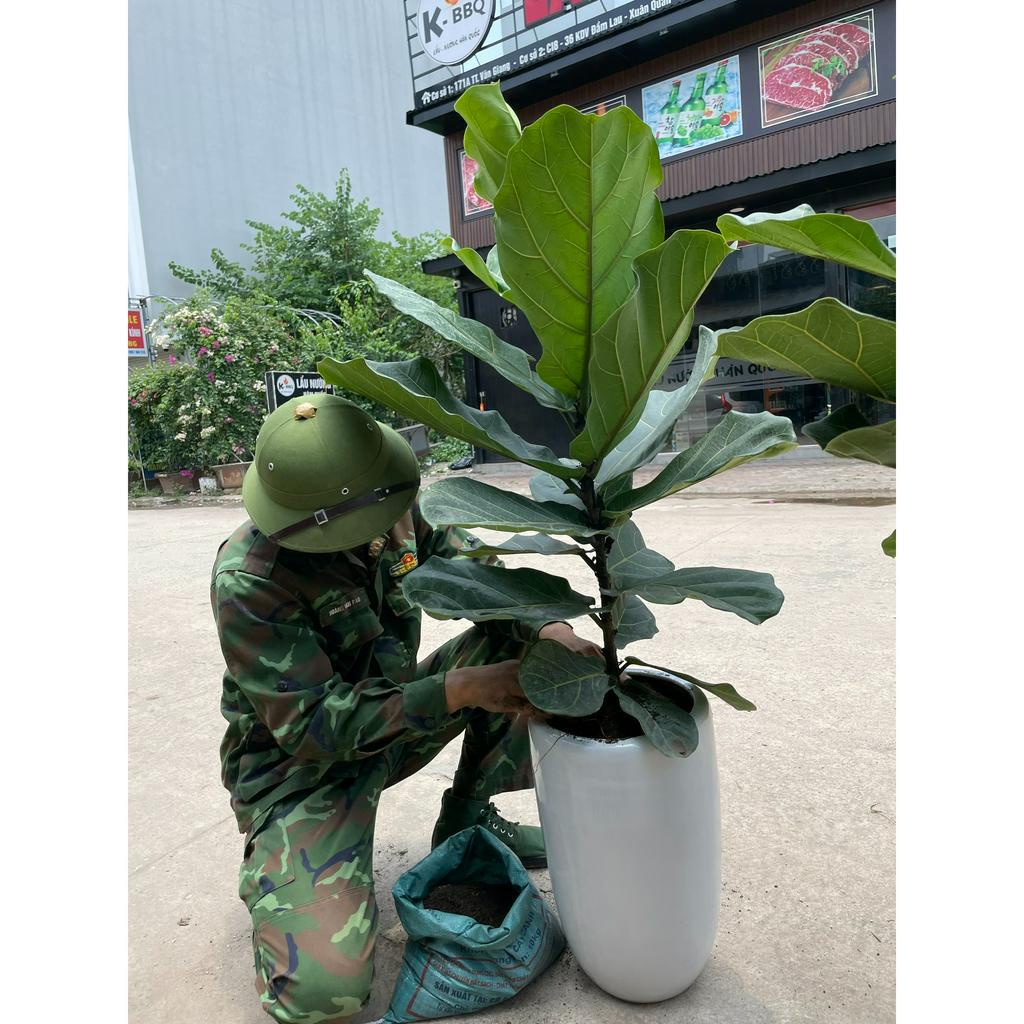 Cây bàng singapore cao 80cm @