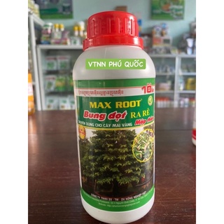 Max root bung đọt ra rễ mai vàng