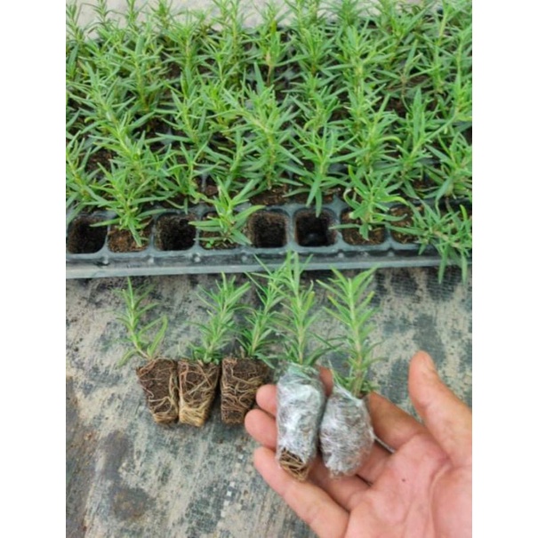 Cây giống hương thảo rosemary
