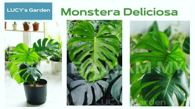 TRẦU BÀ NAM MỸ | Monstera Deliciosa