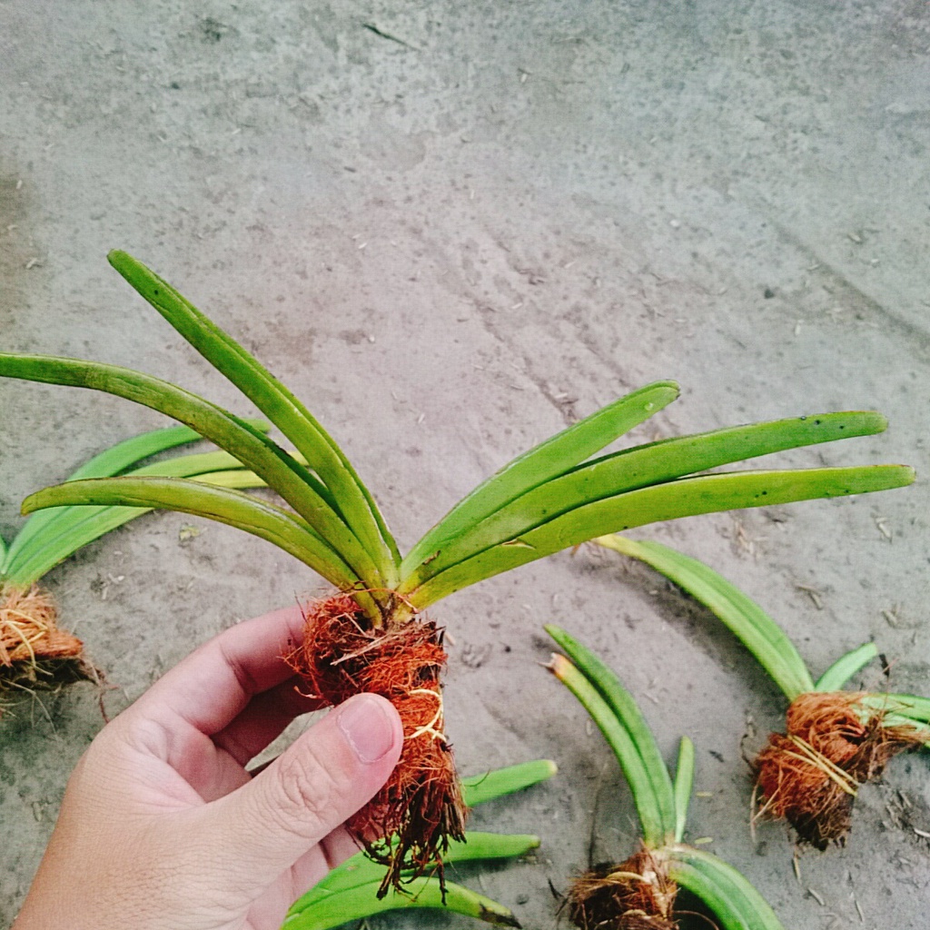 Lan Đuôi Chồn - cây cảnh đẹp - caykiengsadec