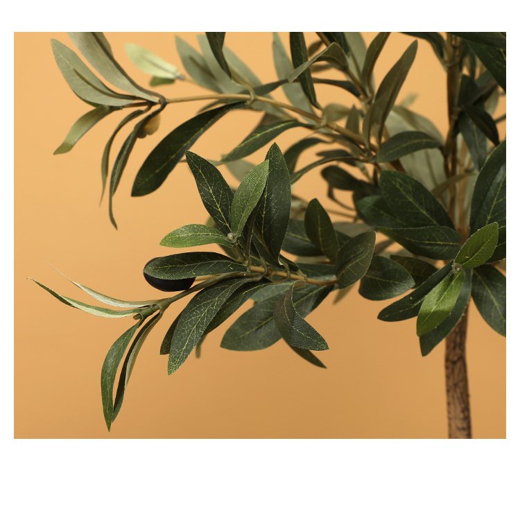 Cây olive trang trí 1m20 - Cây olive decor phòng khách studio