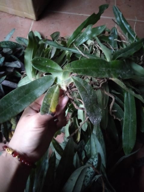 Hoa phong lan hài hằng bóc rừng 1 cây