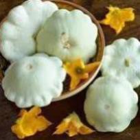 Hạt Giống Bí Ngòi Đĩa Bay Trắng (Nhập Nguyên Gói Đài Loan)