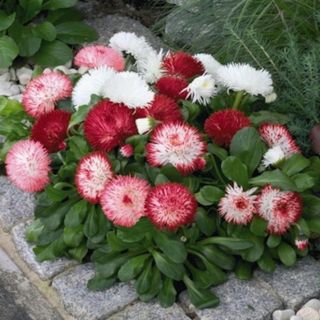 Hoa Cúc Anh Siêu Lùn 15cm - Kép Mix (Bellis)