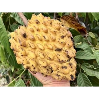 CÂY GIỐNG NA VÀNG NAM MỸ - 1 NĂM CHO QUẢ