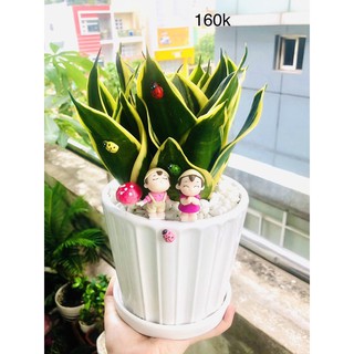 Chậu tiểu cảnh lưỡi hổ thái