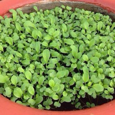 [Seeds] Hạt giống cải xanh ăn non Rado, đóng gói 20gr