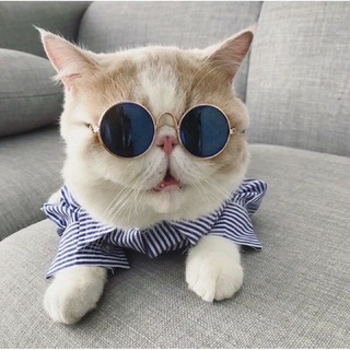 KÍNH MẮT CHO MÈO CƯNG