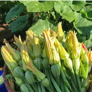 10h - HẠT GIỐNG BÍ NỤ
