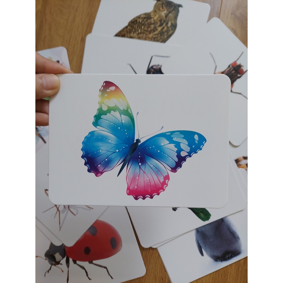 Thẻ học thông minh kích thước lớn 12x16cm chủ đề côn trùng -  Flashcard TGXQ Glenn doman chuẩn