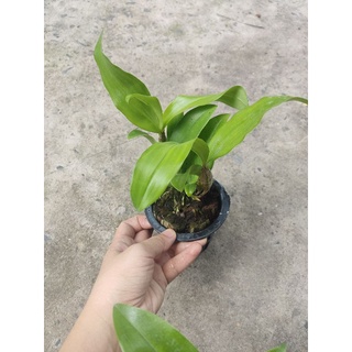 Kiều vàng Thái