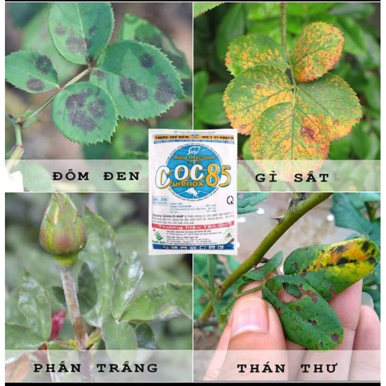 COC 85  Gói 20g Phòng Trừ Nấm Bệnh Cho Hoa Hồng, Bệnh Thán Thư, Sương Mai, Diệt Vi Khuẩn, Ít Độc Hại