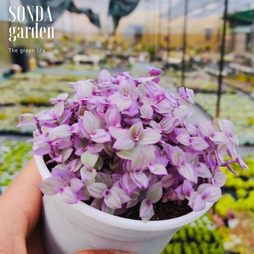 Cỏ pink lady SONDA GARDEN size chậu 10cm, xuất xứ Đà Lạt, khoẻ đẹp, lỗi 1 đổi 1