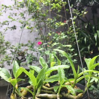 500gr PHÂN TAN CHẬM NHẬT BẢN 13-11-11 - ME