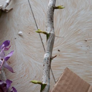 Kèn tím rừng