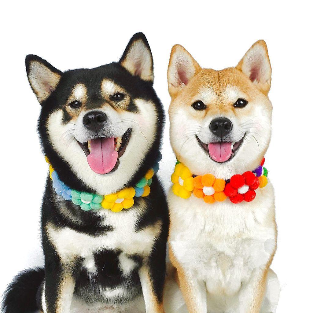 Danilo Vòng Cổ Họa Tiết Hoa Nhỏ Nhẹ Nhiều Màu Sắc Có Thể Điều Chỉnh Cho Thú Cưng