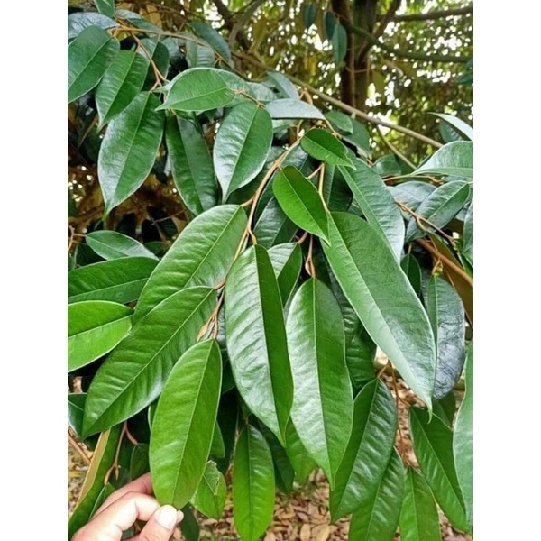 Phân bón lá, rễ Behn Meyer 30-10-10+TE giúp cây đâm tược, xanh lá, dày lá