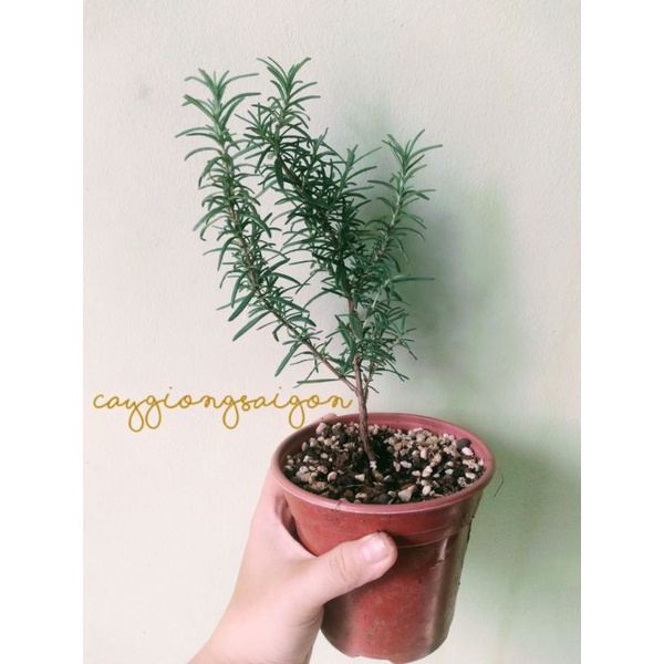 Cây Hương Thảo (1 chậu 1 gốc)đã thuần khí hậu Sài Gòn