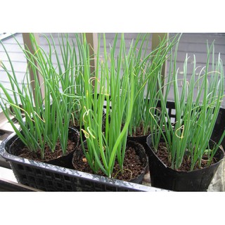 Hạt giống Hành Lá cao sản 5gr