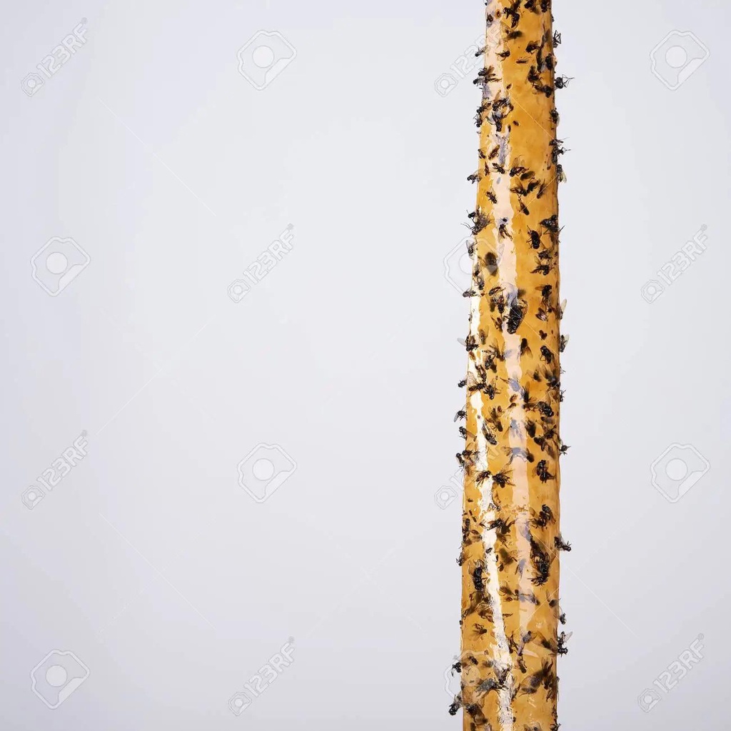 ( Không độc hại) Bẫy ruồi Baygon Attrape- mouches