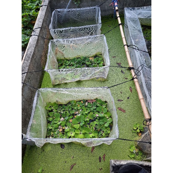 Tráng , vèo , lồng ươm bèo tấm , bèo cái,bèo lục bình