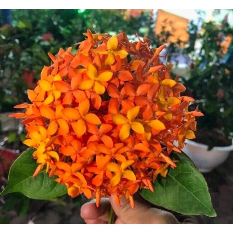 Cây giống bông trang Mỹ cam
