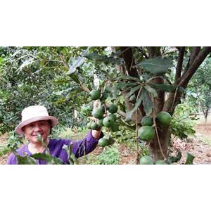 CÂY MẮC CA  GHÉP,