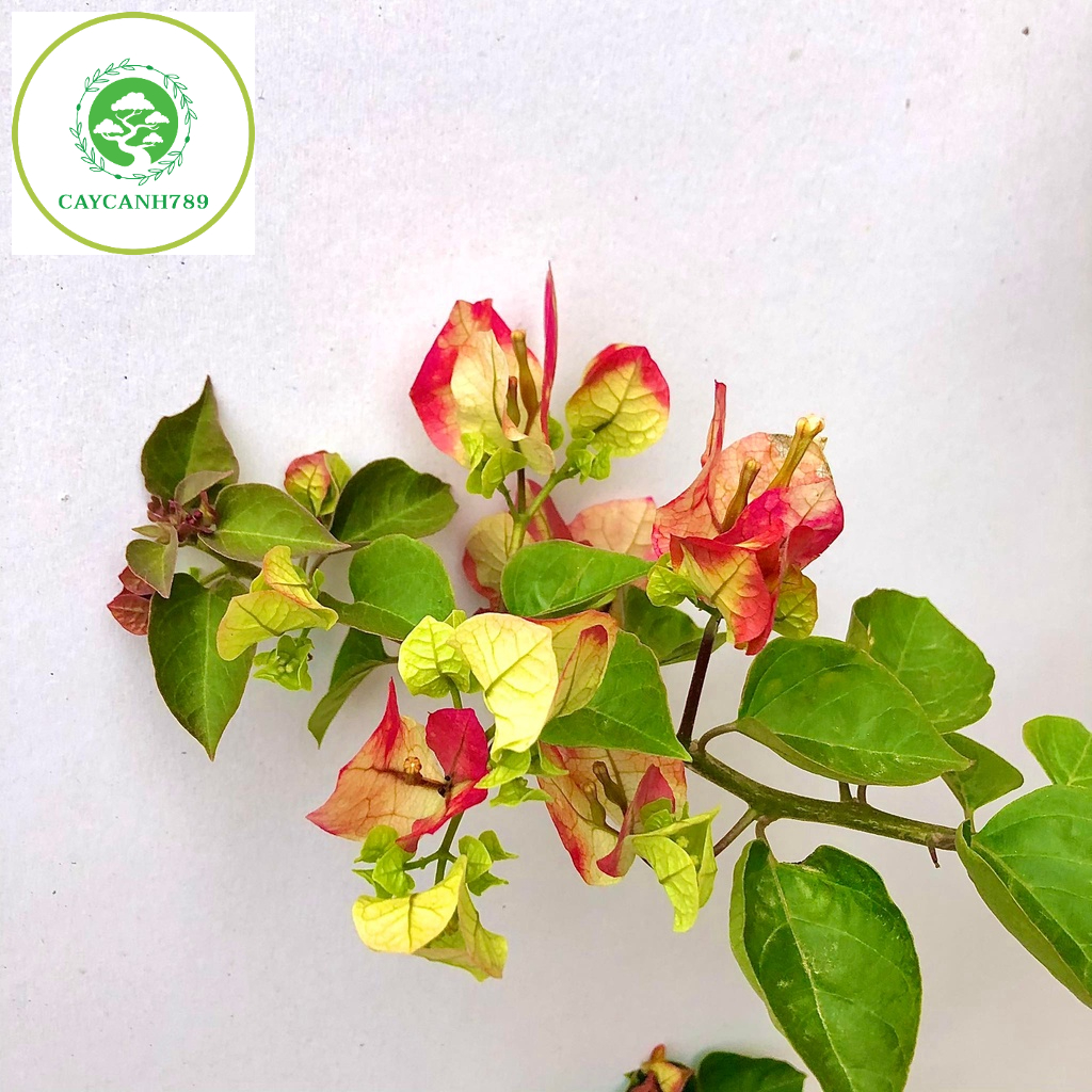 Cây hoa giấy đổi màu Ấn Độ cao 1m2 hết hoa