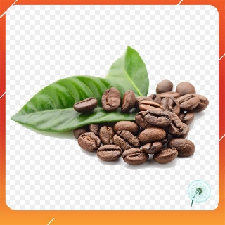 10h Hạt Giống Cây Cà Phê Café - Robusta (Coffea canephora) NNF1