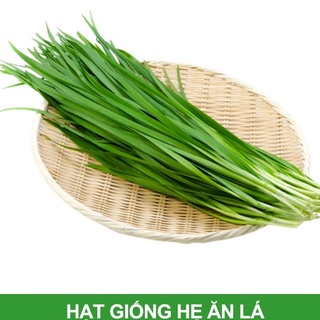 Hạt giống hẹ cao sản