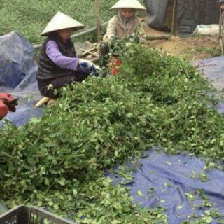 Com bo 2 cân cà dây leo sạch 100%