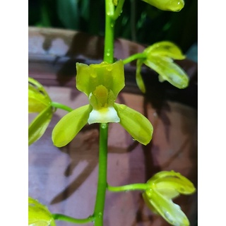 Kiếm xanh huế tép năm 3 giống