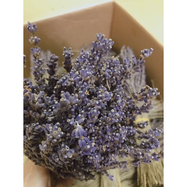 Hoa khô Lavender Pháp Sale