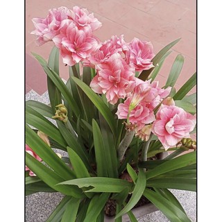 Củ lan huệ cánh kép