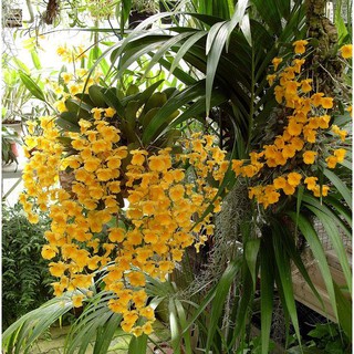 1kg lan vảy rồng - phong lan rừng