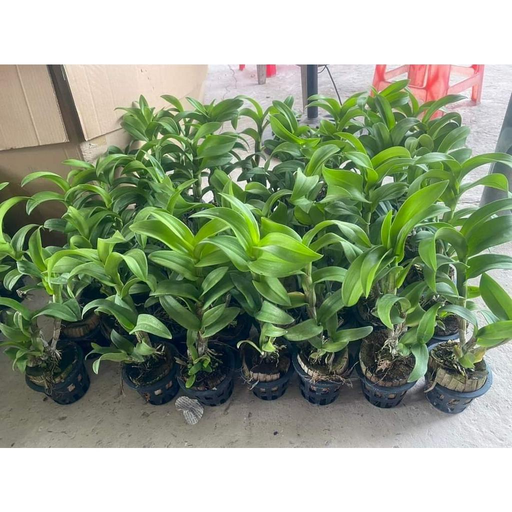 HOA LAN DEN LAI CATT LYLY