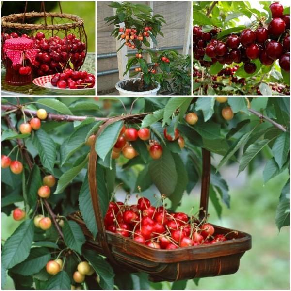 CÂY GIỐNG CHERRY BRAZIL CHỊU NHIỆT,QUẢ TO ĐỎ MỌNG CAM KẾT CHUẨN GIỐNG F1 - CGCRQD