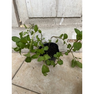 Chậu bạc hà (mint) size nhỏ các loại