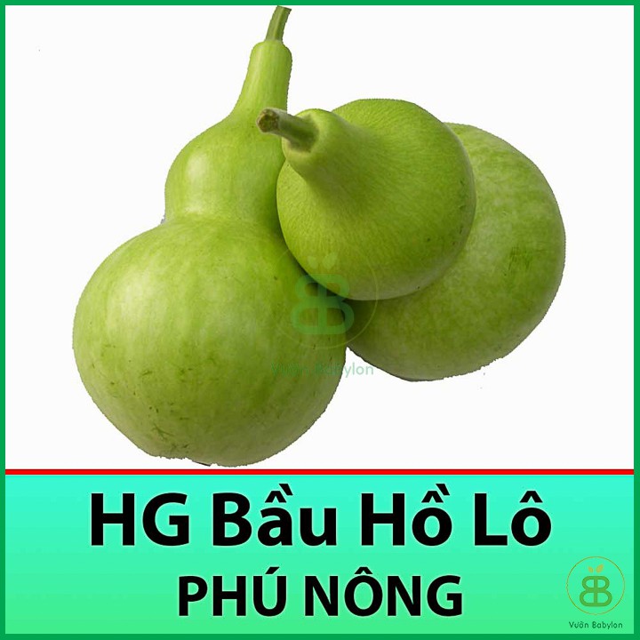 Hạt Giống Bầu Hồ Lô Năng Suất Cao