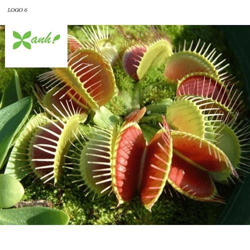 Hạt giống cây bắt côn trùng