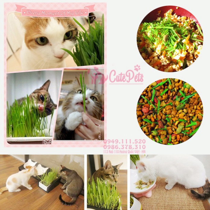 BMB1 🌱 Hạt giống cỏ mèo catnip bổ xung chất xơ và đẩy búi lông ra ngoài - CutePets phụ kiện thú cưng Pet cửa hàng Hà Nộ