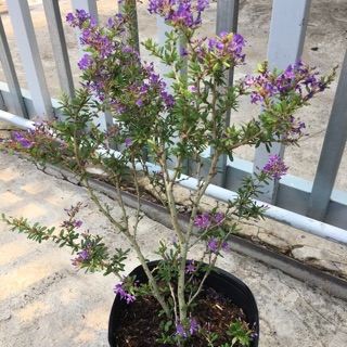 Cây hoa linh sam siêu hoa