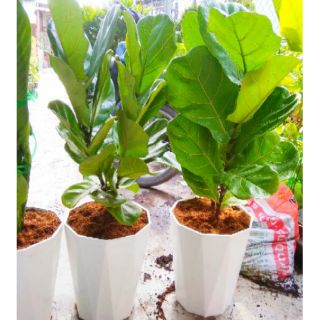 Combo cây và chậu bàng Singapore