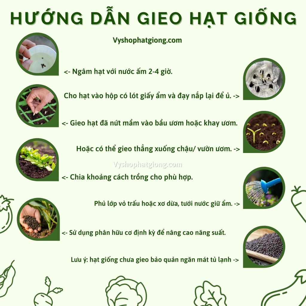 Hạt giống hoa mào gà lửa Thái Lan