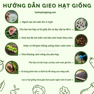 Hạt giống cải chip tím (cải thìa - purple pakchoi) gói 750 hạt